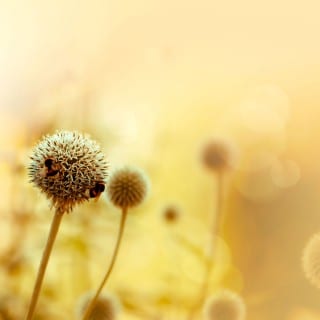 foto-natural-sfeer-bloem